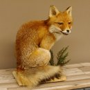 Fuchs Rotfuchs sitzend mit echten Zähnen Präparat Tierpräparat Tiertrophäe 89.8.172
