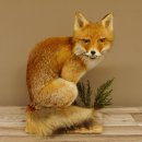 Fuchs Rotfuchs sitzend mit echten Zähnen Präparat Tierpräparat Tiertrophäe 89.8.172