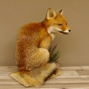 Fuchs Rotfuchs sitzend mit echten Zähnen Präparat Tierpräparat Tiertrophäe 89.8.172