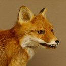 Fuchs Rotfuchs sitzend mit echten Zähnen Präparat Tierpräparat Tiertrophäe 89.8.172
