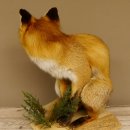 Fuchs Rotfuchs sitzend mit echten Zähnen Präparat Tierpräparat Tiertrophäe 89.8.172