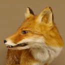 Fuchs Rotfuchs sitzend mit echten Zähnen Präparat Tierpräparat Tiertrophäe 89.8.172