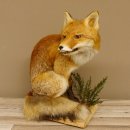 Fuchs Rotfuchs sitzend mit echten Zähnen Präparat Tierpräparat Tiertrophäe 89.8.172