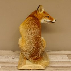 Fuchs Rotfuchs sitzend mit echten Zähnen Präparat Tierpräparat Tiertrophäe 89.8.172