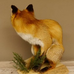 Fuchs Rotfuchs sitzend mit echten Zähnen Präparat Tierpräparat Tiertrophäe 89.8.172