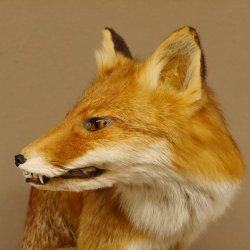 Fuchs Rotfuchs sitzend mit echten Zähnen Präparat Tierpräparat Tiertrophäe 89.8.172