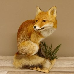 Fuchs Rotfuchs sitzend mit echten Zähnen Präparat Tierpräparat Tiertrophäe 89.8.172