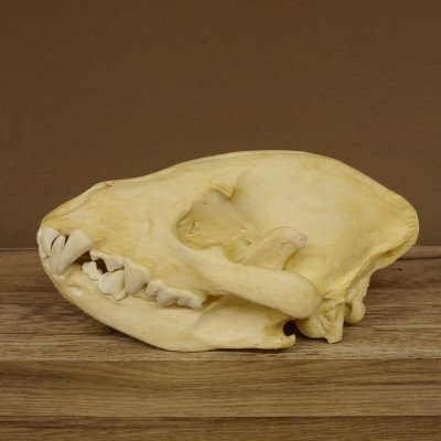 Hyänenschädel Tüpfhyäne 3D Druck Kopie Nachbildung Trophäe Afrika Raubtier Hyäne Schädeltrophäe 62.8.2