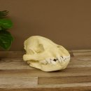 Hyänenschädel Tüpfhyäne 3D Druck Kopie Nachbildung Trophäe Afrika Raubtier Hyäne Schädeltrophäe 62.8.2