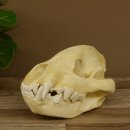 Hyänenschädel Tüpfhyäne 3D Druck Kopie Nachbildung Trophäe Afrika Raubtier Hyäne Schädeltrophäe 62.8.2