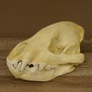 Hyänenschädel Tüpfhyäne 3D Druck Kopie Nachbildung Trophäe Afrika Raubtier Hyäne Schädeltrophäe 62.8.2