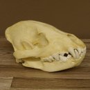 Hyänenschädel Tüpfhyäne 3D Druck Kopie Nachbildung Trophäe Afrika Raubtier Hyäne Schädeltrophäe 62.8.2