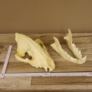 Hyänenschädel Tüpfhyäne 3D Druck Kopie Nachbildung Trophäe Afrika Raubtier Hyäne Schädeltrophäe 62.8.2