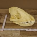 Hyänenschädel Tüpfhyäne 3D Druck Kopie Nachbildung Trophäe Afrika Raubtier Hyäne Schädeltrophäe 62.8.2
