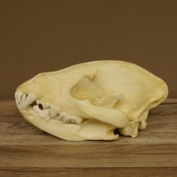 Hyänenschädel Tüpfhyäne 3D Druck Kopie Nachbildung Trophäe Afrika Raubtier Hyäne Schädeltrophäe 62.8.2