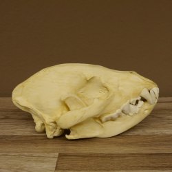 Hyänenschädel Tüpfhyäne 3D Druck Kopie Nachbildung Trophäe Afrika Raubtier Hyäne Schädeltrophäe 62.8.2