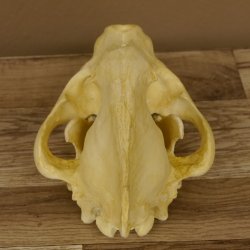 Hyänenschädel Tüpfhyäne 3D Druck Kopie Nachbildung Trophäe Afrika Raubtier Hyäne Schädeltrophäe 62.8.2