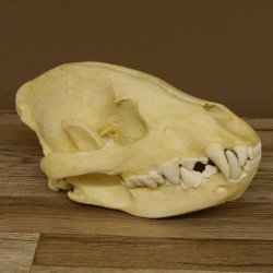 Hyänenschädel Tüpfhyäne 3D Druck Kopie Nachbildung Trophäe Afrika Raubtier Hyäne Schädeltrophäe 62.8.2