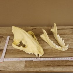 Hyänenschädel Tüpfhyäne 3D Druck Kopie Nachbildung Trophäe Afrika Raubtier Hyäne Schädeltrophäe 62.8.2
