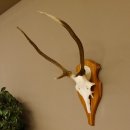 Rothirschgeweih Gabler Hirsch Höhe 64 cm Stangen...