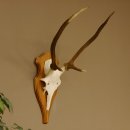 Rothirschgeweih Gabler Hirsch Höhe 64 cm Stangen Hirschgeweih Geweih Trophäenschild 70.1007