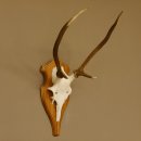 Rothirschgeweih Gabler Hirsch Höhe 64 cm Stangen Hirschgeweih Geweih Trophäenschild 70.1007