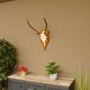 Rothirschgeweih Gabler Hirsch Höhe 64 cm Stangen Hirschgeweih Geweih Trophäenschild 70.1007