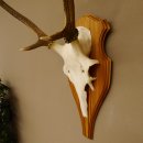 Rothirschgeweih Gabler Hirsch Höhe 64 cm Stangen Hirschgeweih Geweih Trophäenschild 70.1007