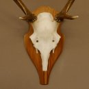 Rothirschgeweih Gabler Hirsch Höhe 64 cm Stangen Hirschgeweih Geweih Trophäenschild 70.1007