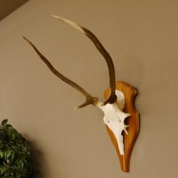 Rothirschgeweih Gabler Hirsch Höhe 64 cm Stangen Hirschgeweih Geweih Trophäenschild 70.1007