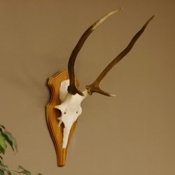 Rothirschgeweih Gabler Hirsch Höhe 64 cm Stangen Hirschgeweih Geweih Trophäenschild 70.1007