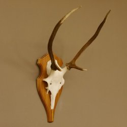 Rothirschgeweih Gabler Hirsch Höhe 64 cm Stangen Hirschgeweih Geweih Trophäenschild 70.1007