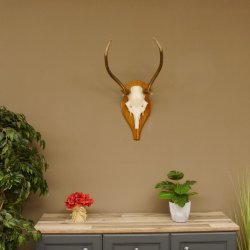 Rothirschgeweih Gabler Hirsch Höhe 64 cm Stangen Hirschgeweih Geweih Trophäenschild 70.1007