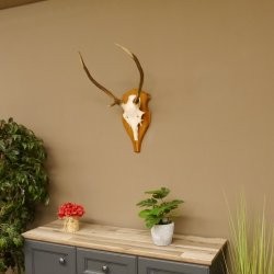 Rothirschgeweih Gabler Hirsch Höhe 64 cm Stangen Hirschgeweih Geweih Trophäenschild 70.1007