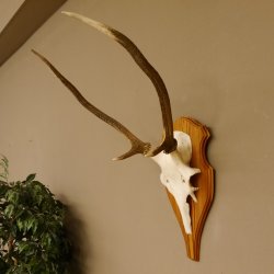 Rothirschgeweih Gabler Hirsch Höhe 64 cm Stangen Hirschgeweih Geweih Trophäenschild 70.1007