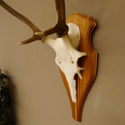 Rothirschgeweih Gabler Hirsch Höhe 64 cm Stangen Hirschgeweih Geweih Trophäenschild 70.1007