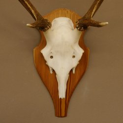 Rothirschgeweih Gabler Hirsch Höhe 64 cm Stangen Hirschgeweih Geweih Trophäenschild 70.1007