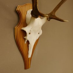 Rothirschgeweih Gabler Hirsch Höhe 64 cm Stangen Hirschgeweih Geweih Trophäenschild 70.1007
