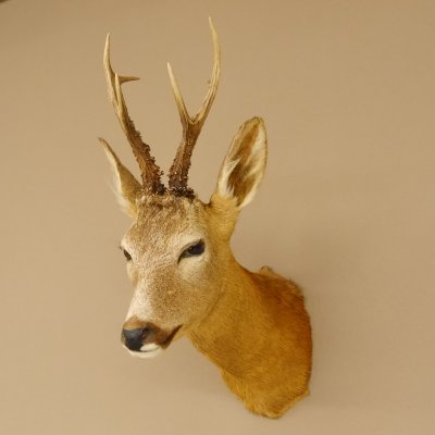 Rehbock Kopf Schulter Präparat Höhe 42 cm Geweih Bock Reh Kopfpräparat 85.11.65