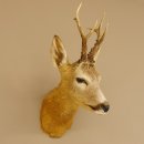 Rehbock Kopf Schulter Präparat Höhe 42 cm Geweih Bock Reh Kopfpräparat 85.11.65
