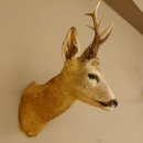 Rehbock Kopf Schulter Präparat Höhe 42 cm Geweih Bock Reh Kopfpräparat 85.11.65
