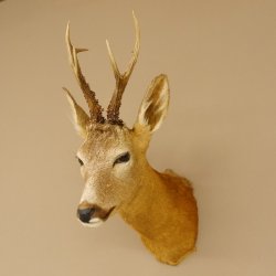 Rehbock Kopf Schulter Präparat Höhe 42 cm Geweih Bock Reh Kopfpräparat 85.11.65