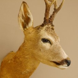 Rehbock Kopf Schulter Präparat Höhe 42 cm Geweih Bock Reh Kopfpräparat 85.11.65