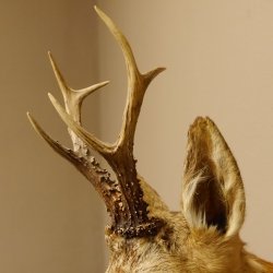 Rehbock Kopf Schulter Präparat Höhe 42 cm Geweih Bock Reh Kopfpräparat 85.11.65
