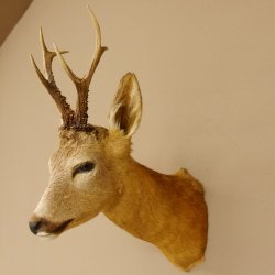 Rehbock Kopf Schulter Präparat Höhe 42 cm Geweih Bock Reh Kopfpräparat 85.11.65