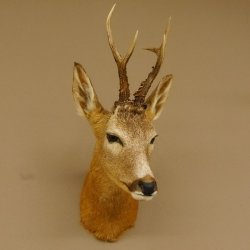 Rehbock Kopf Schulter Präparat Höhe 42 cm Geweih Bock Reh Kopfpräparat 85.11.65