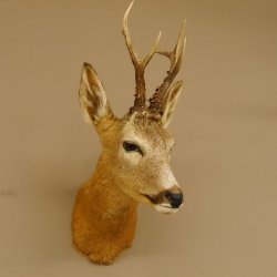Cabeza de corzo Preparado de hombros Altura 42 cm Cuernos Preparado de cabeza de corzo 85.11.65