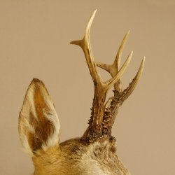 Cabeza de corzo Preparado de hombros Altura 42 cm Cuernos Preparado de cabeza de corzo 85.11.65