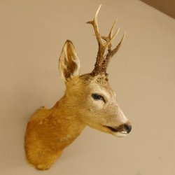 Cabeza de corzo Preparado de hombros Altura 42 cm Cuernos Preparado de cabeza de corzo 85.11.65
