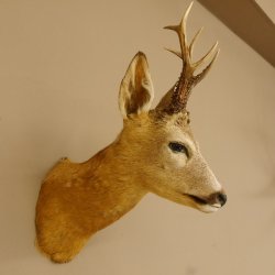 Cabeza de corzo Preparado de hombros Altura 42 cm Cuernos Preparado de cabeza de corzo 85.11.65